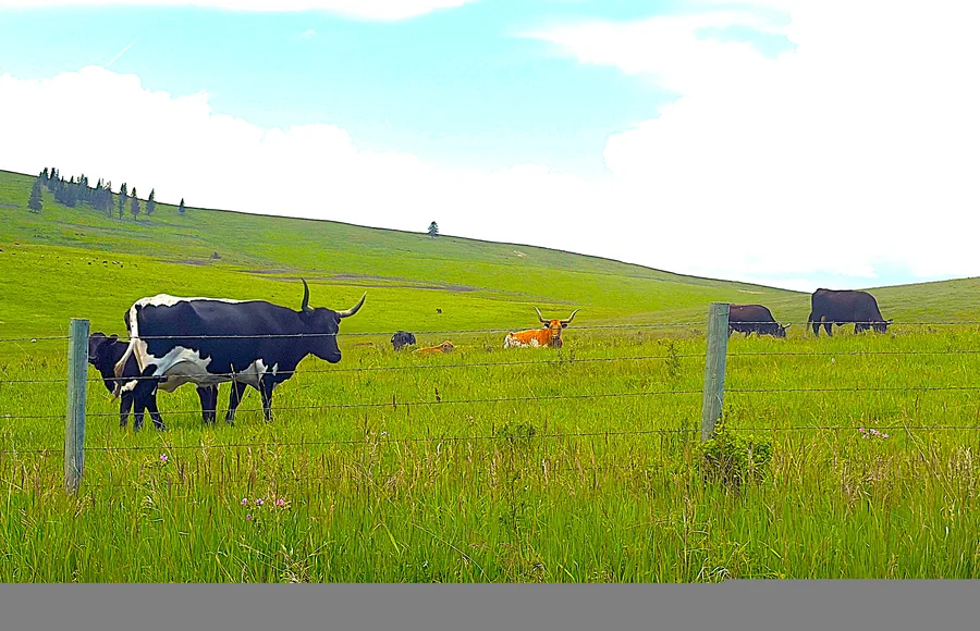 Ranches & grazing land for sale in Alberta & Saskatchewan